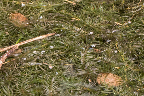 Western waterweed (Elodea nuttallii)