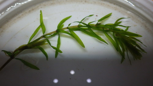 Western waterweed (Elodea nuttallii)