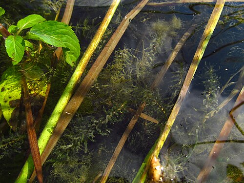 Western waterweed: vodena kuga