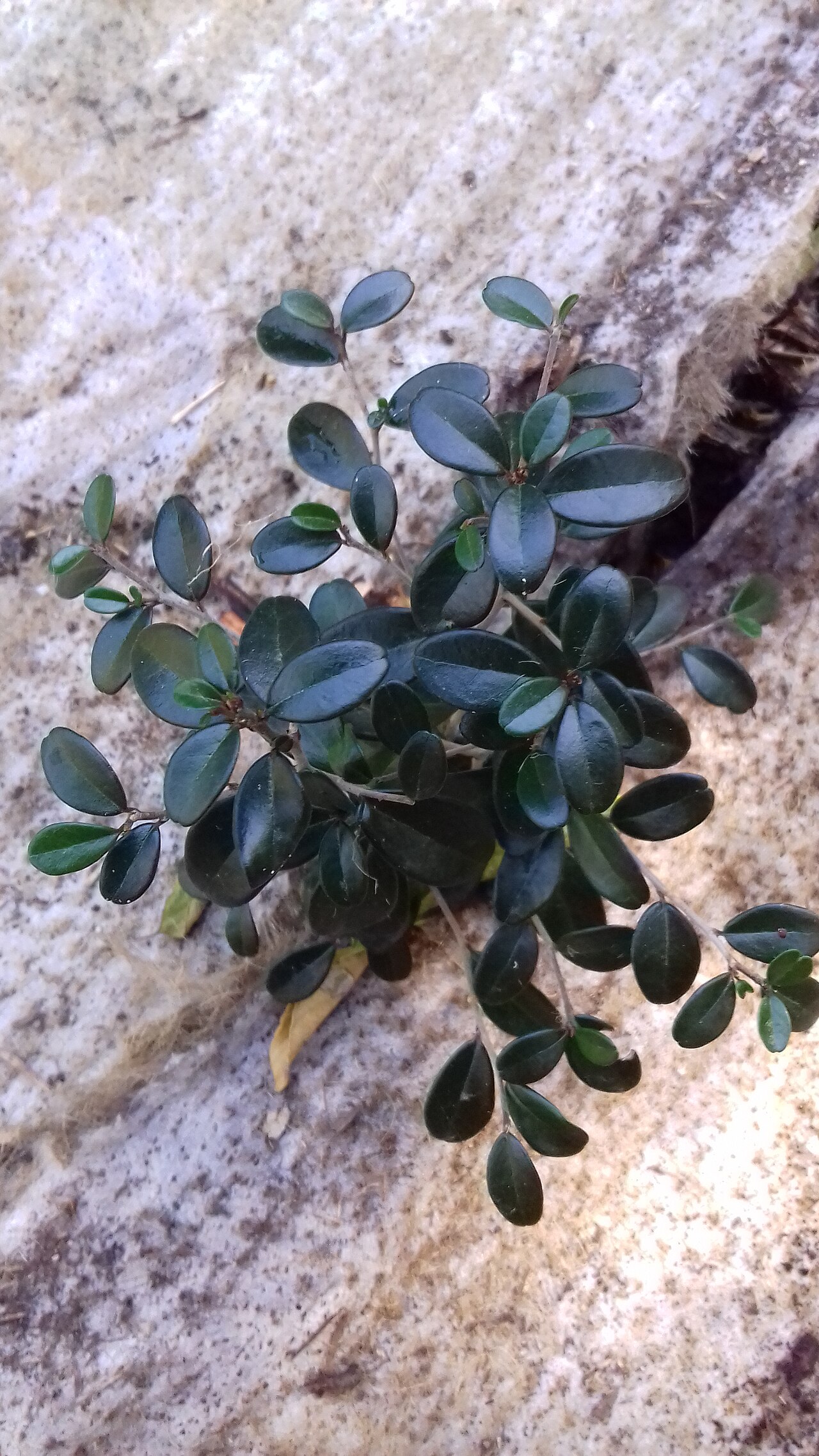 Emmenosperma pancherianum: Rejeton d'Emmenospera pancherianum photographié au Ouen Toro, sur une des parcelles de forêt sèche en cours de restauration par une association de défense de l'