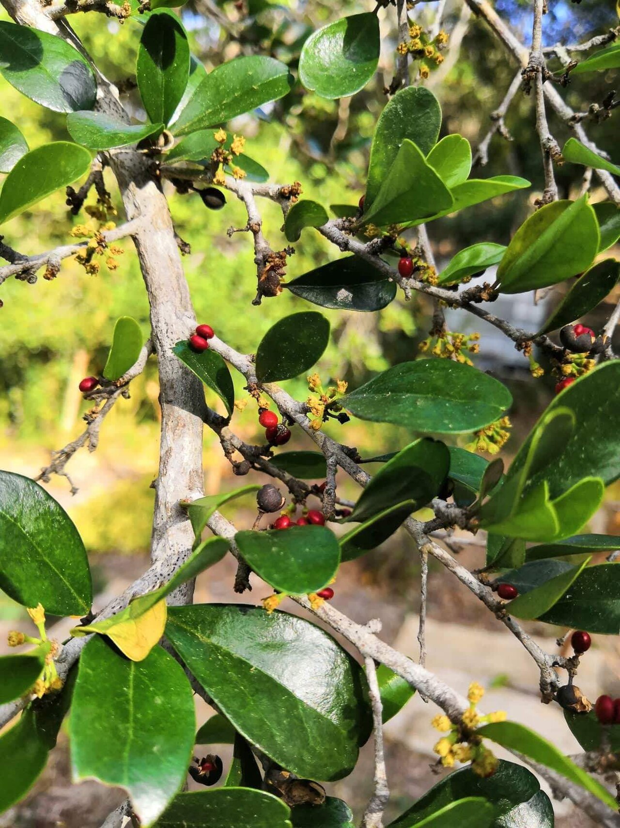 Emmenosperma pancherianum: Rameau d'Emmenosperma pancherianum photographié au Ouen Toro, à Nouméa, en Nouvelle-Calédonie.