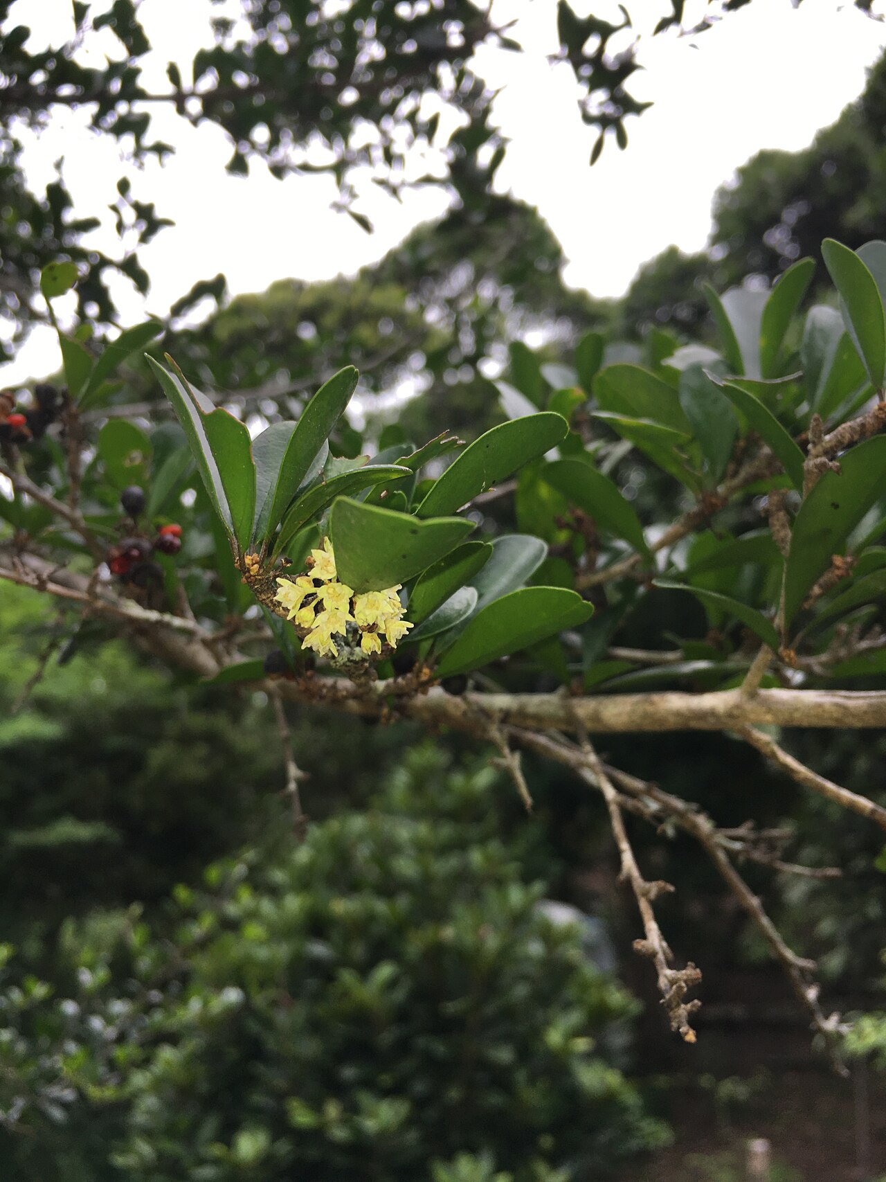 Emmenosperma pancherianum: Emmenosperma pancherianum - fleurs