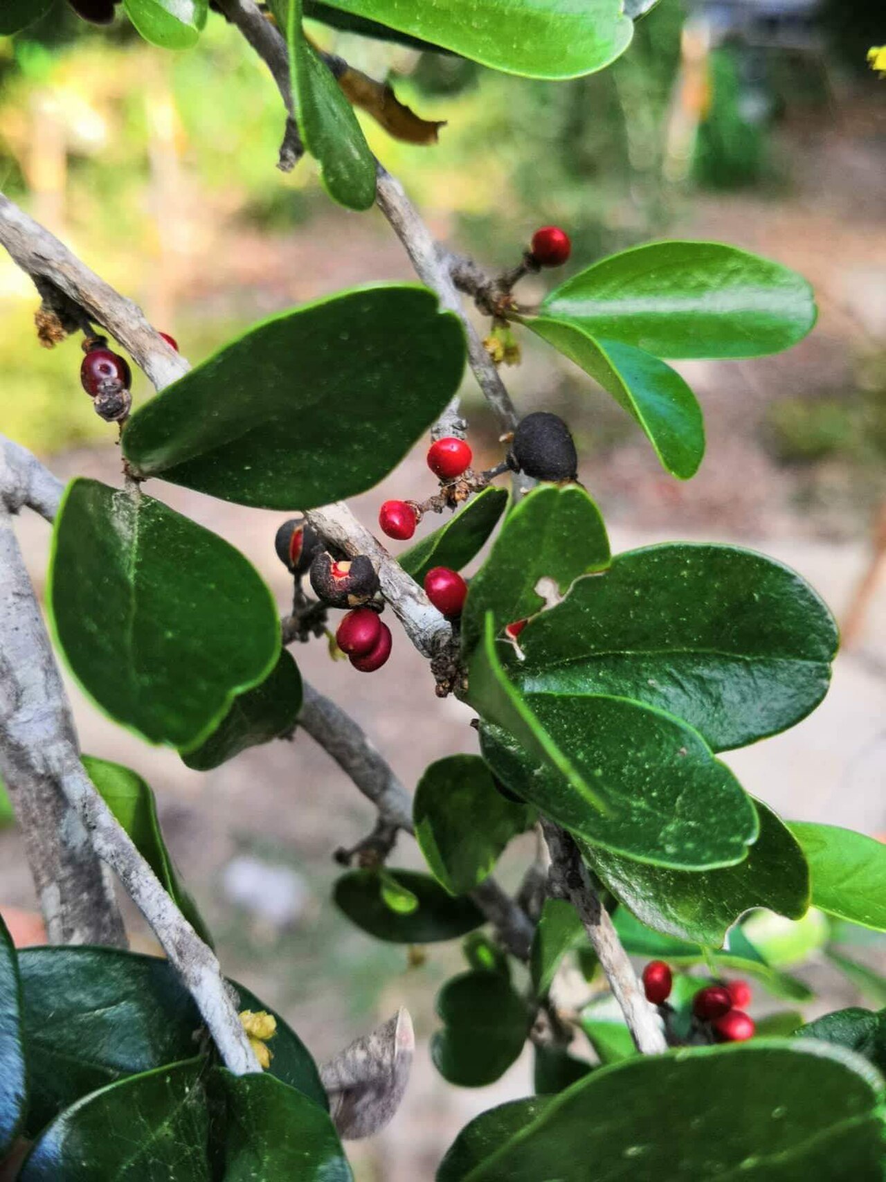 Emmenosperma pancherianum: Fruits et feuilles d'Emmenosperma pancherianum. Photo prise au Ouen Toro, à Nouméa, en Nouvelle-Calédonie.