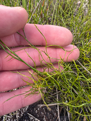 Empodisma gracillimum (Empodisma gracillimum)