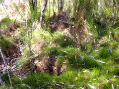 Empodisma gracillimum (Empodisma gracillimum)