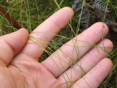 Empodisma gracillimum (Empodisma gracillimum)