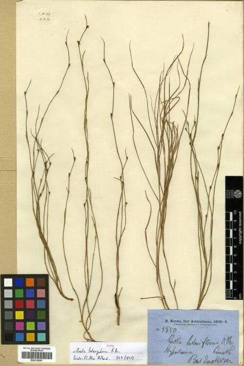 Empodisma minus: Empodisma minus on a herbarium sheet.