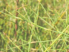 Empodisma minus (Empodisma minus)