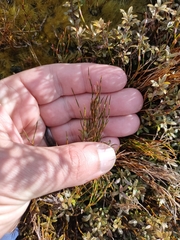 Empodisma minus (Empodisma minus)