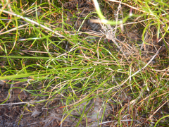 Empodisma minus (Empodisma minus)