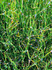 Empodisma minus (Empodisma minus)