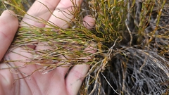 Empodisma minus (Empodisma minus)