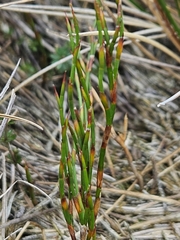 Empodisma minus (Empodisma minus)