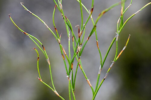 Empodisma minus: A close up of Empodisma minus showing it's stem, sheaths (reduced leaves) and white axillary hairs.
