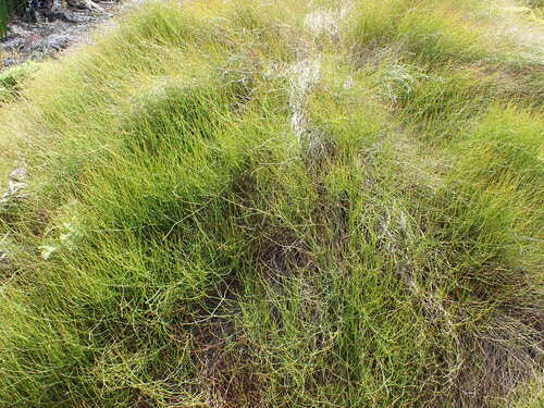 Empodisma robustum (Empodisma robustum)