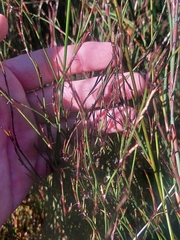 Empodisma robustum (Empodisma robustum)