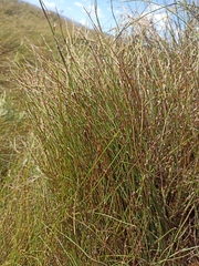 Empodisma robustum (Empodisma robustum)