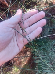 Empodisma robustum (Empodisma robustum)