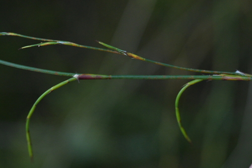 Empodisma robustum (Empodisma robustum)