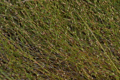 Empodisma robustum (Empodisma robustum)