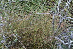 Empodisma robustum (Empodisma robustum)