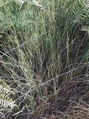 Empodisma robustum (Empodisma robustum)