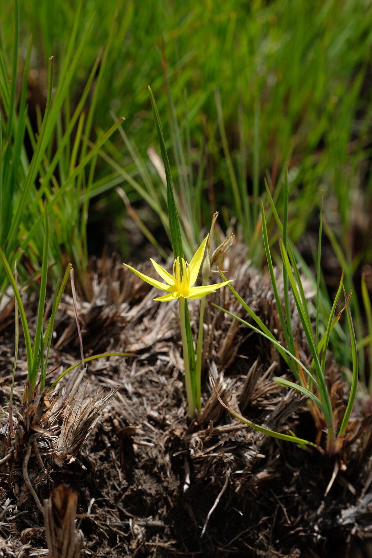 Empodium monophyllum: Empodium monophyllum
