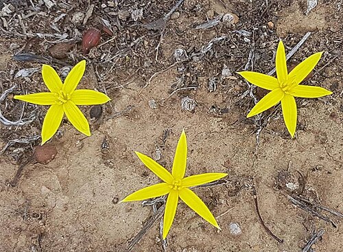 Empodium namaquensis: Empodium namaquensis (Baker) M.F.Thomps. - Nieuwoudtville district, Northern Cape, South Africa