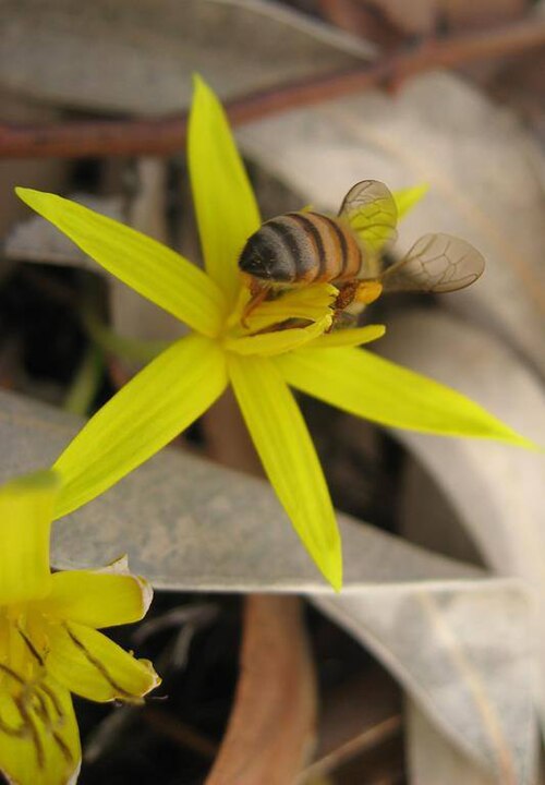 Empodium namaquensis: Empodium namaquensis (Baker) M.F.Thomps. - Nieuwoudtville district, Northern Cape, South Africa