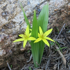 Empodium namaquensis (Empodium namaquensis)
