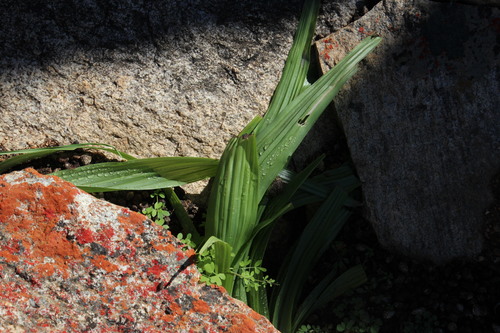 Empodium namaquensis (Empodium namaquensis)
