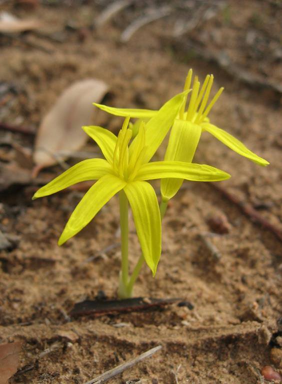 Empodium namaquensis: Empodium namaquensis (Baker) M.F.Thomps. - Nieuwoudtville district, Northern Cape, South Africa