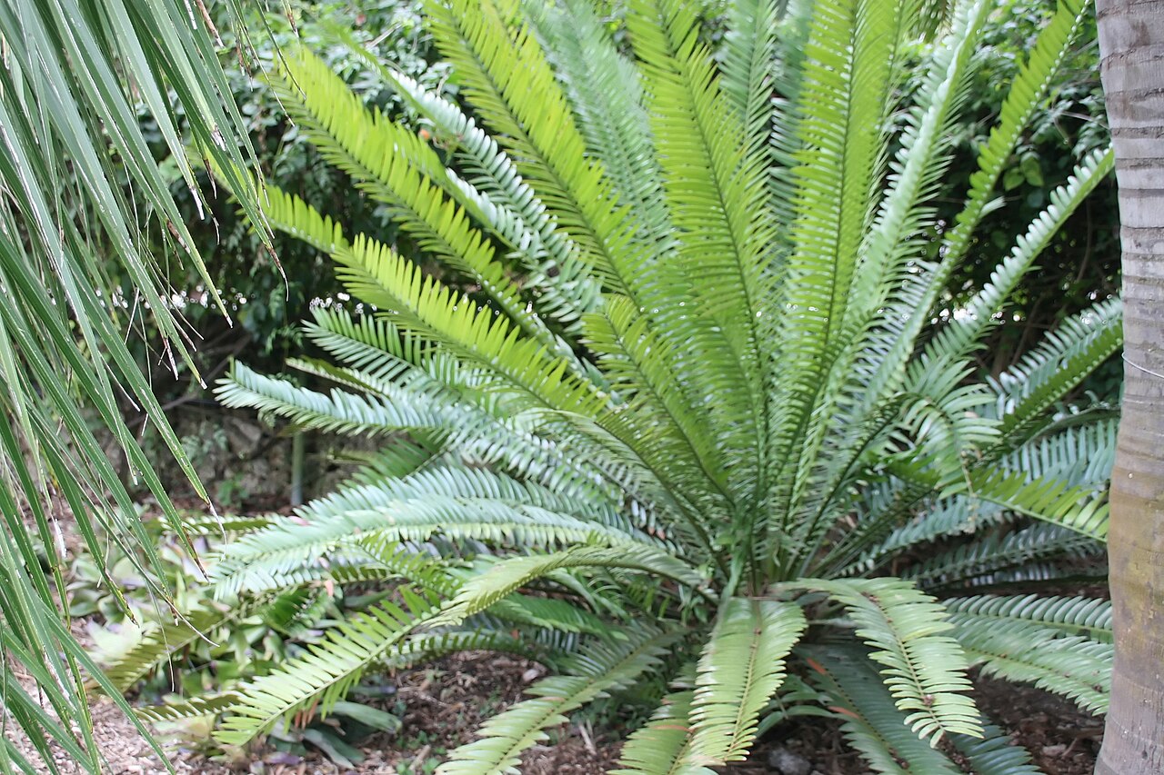 Cycad: Location taken: Fairchild Tropical Botanic Garden, Miami, FL USA. Names: Encephalartos aemulans Vorster, Cica-de-cabeça-de-lã, Cycas à tête laine, Ngotshe Cycad