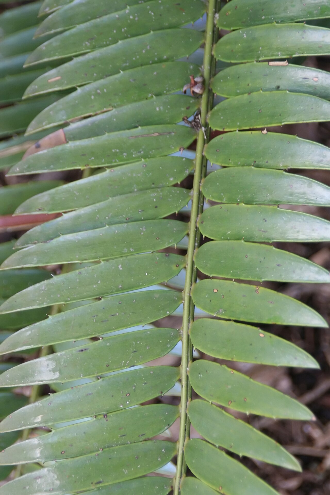 Cycad: Location taken: Fairchild Tropical Botanic Garden, Miami, FL USA. Names: Encephalartos aemulans Vorster, Cica-de-cabeça-de-lã, Cycas à tête laine, Ngotshe Cycad