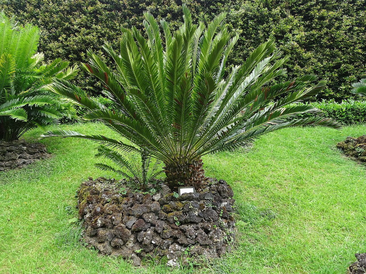 Cycad: Encephalartos aemulans, Parque Terra Nostra , Furnas , Azoren