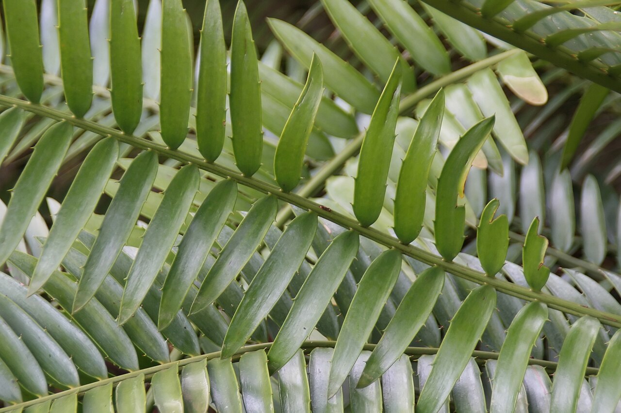 Cycad: Location taken: Fairchild Tropical Botanic Garden, Miami, FL USA. Names: Encephalartos aemulans Vorster, Cica-de-cabeça-de-lã, Cycas à tête laine, Ngotshe Cycad