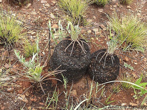 Dwarf cycad: Encephalartos humilis