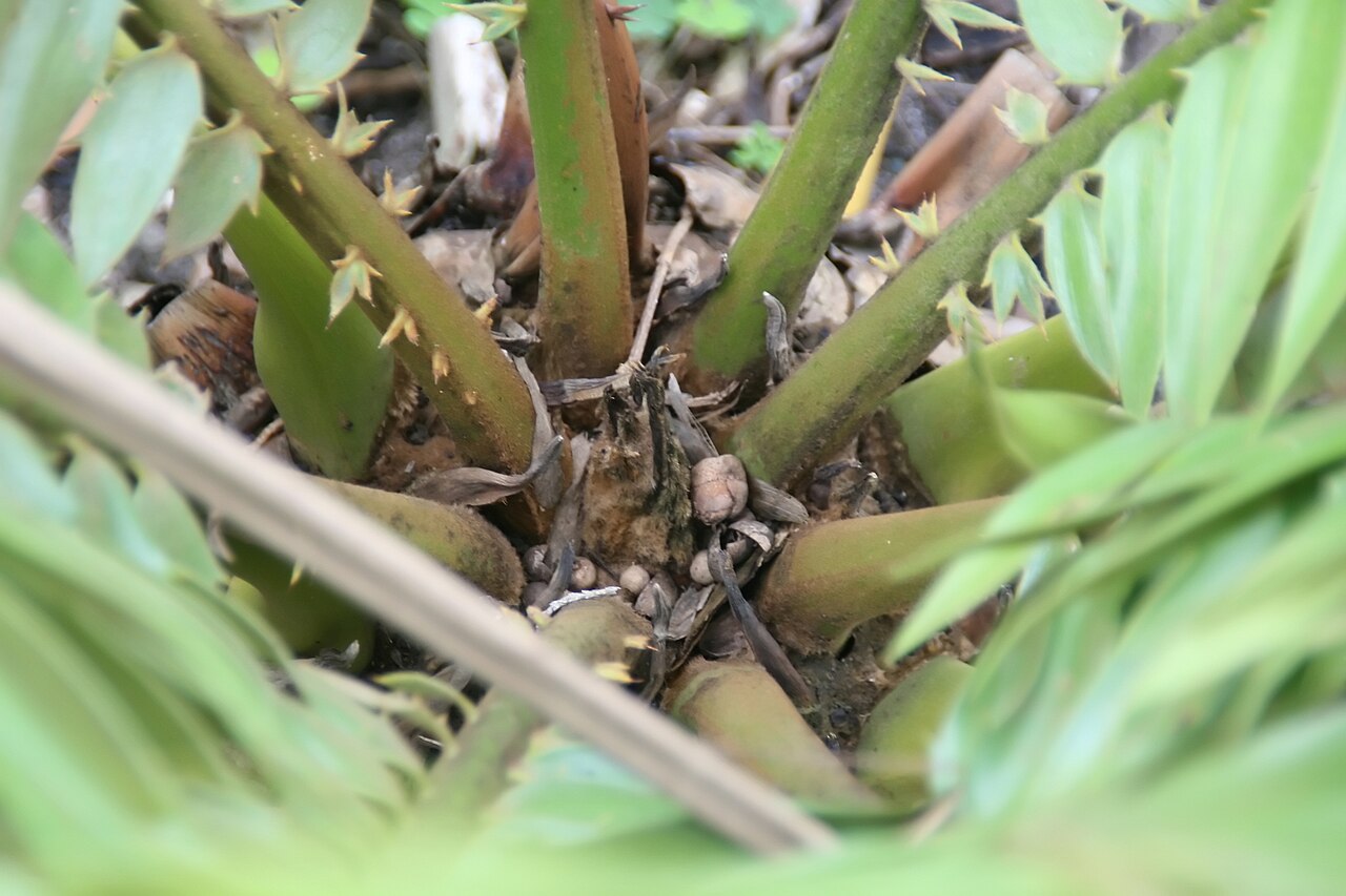 Barberton cycad: Location taken: Fairchild Tropical Botanic Garden, Miami, FL USA. Names: Encephalartos paucidentatus Stapf & Burtt Davy, Barberton Cycad, Barberton Cycad (South