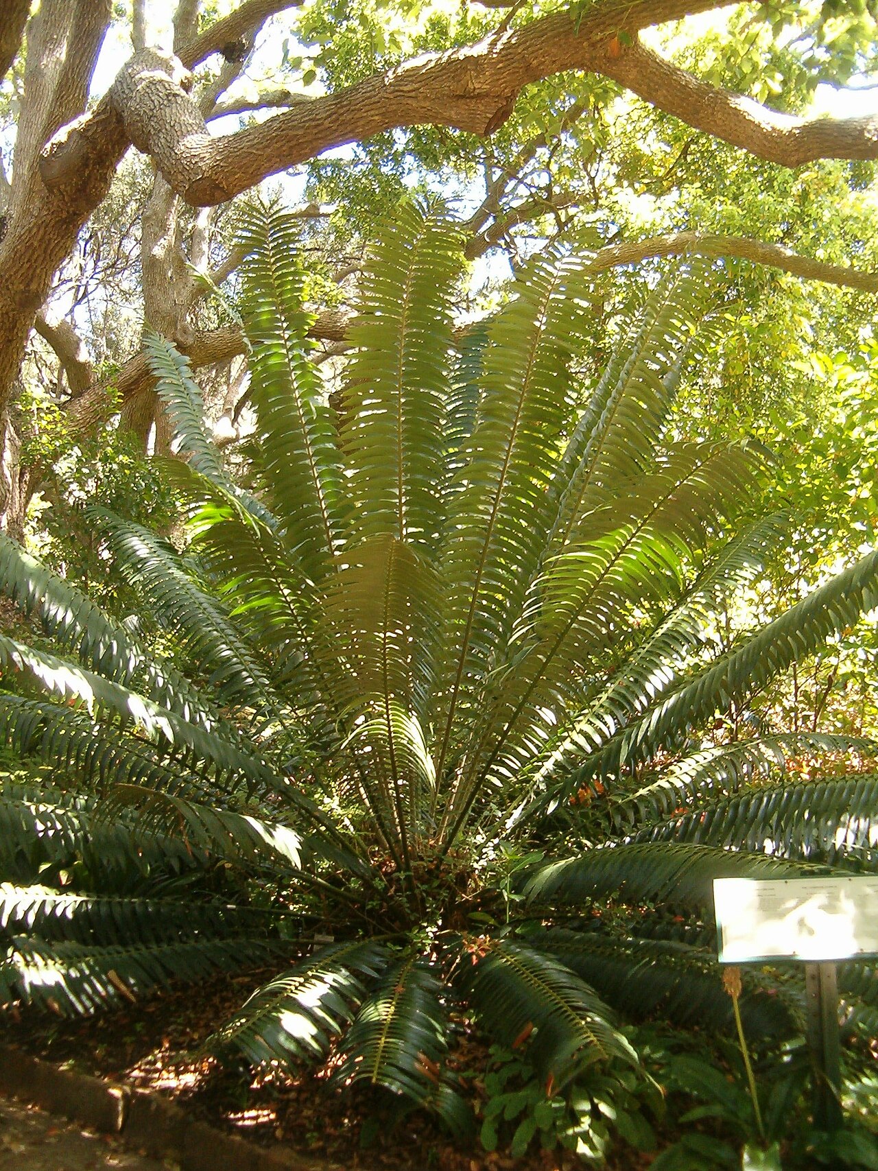Barberton cycad: At Kirstenbosch National Botanical Gardens Genus: Encephalartos