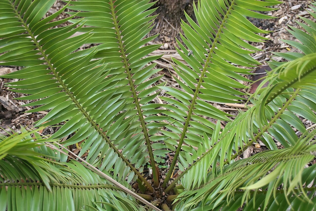 Barberton cycad: Location taken: Fairchild Tropical Botanic Garden, Miami, FL USA. Names: Encephalartos paucidentatus Stapf & Burtt Davy, Barberton Cycad, Barberton Cycad (South