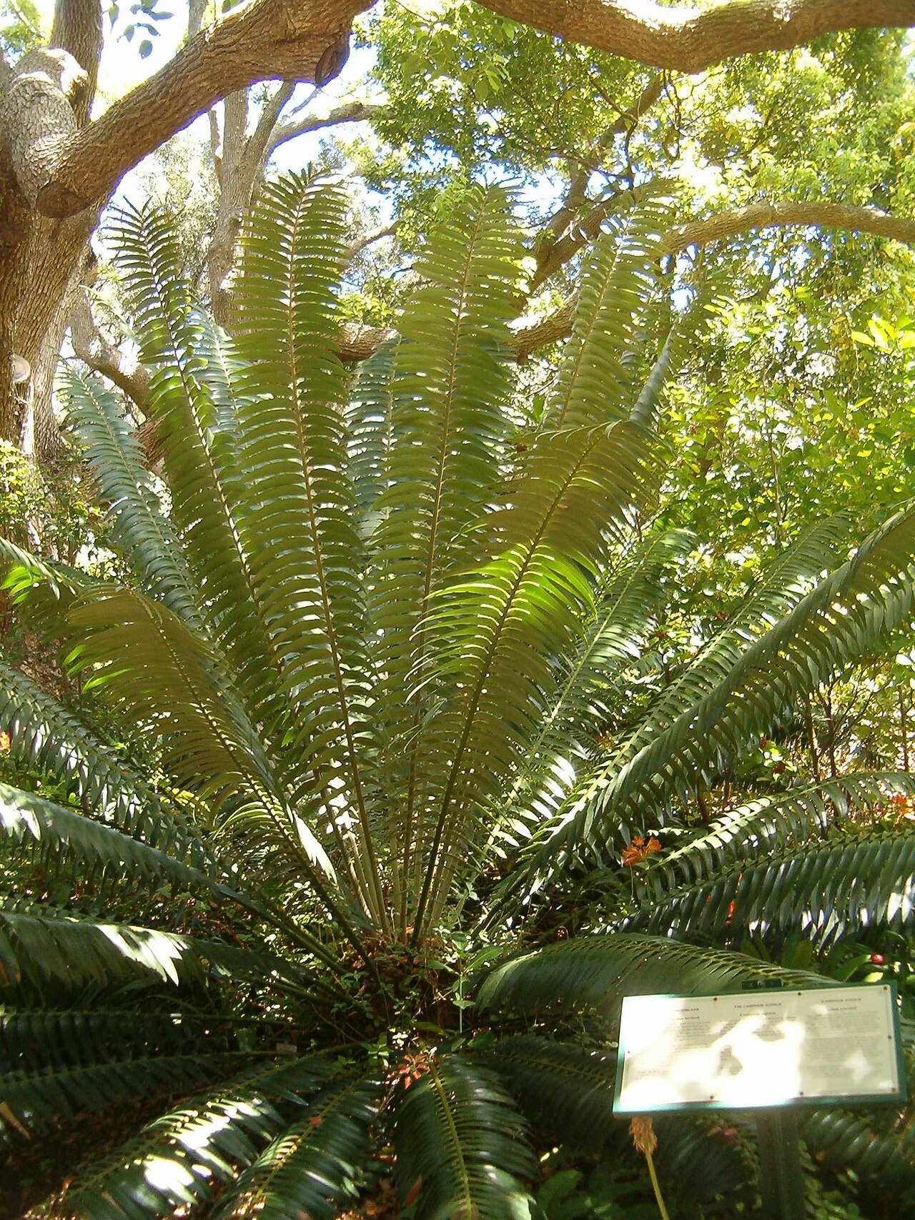 Barberton cycad: At Kirstenbosch National Botanical Gardens Genus: Encephalartos