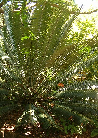 Barberton cycad: At Kirstenbosch National Botanical Gardens Genus: Encephalartos
