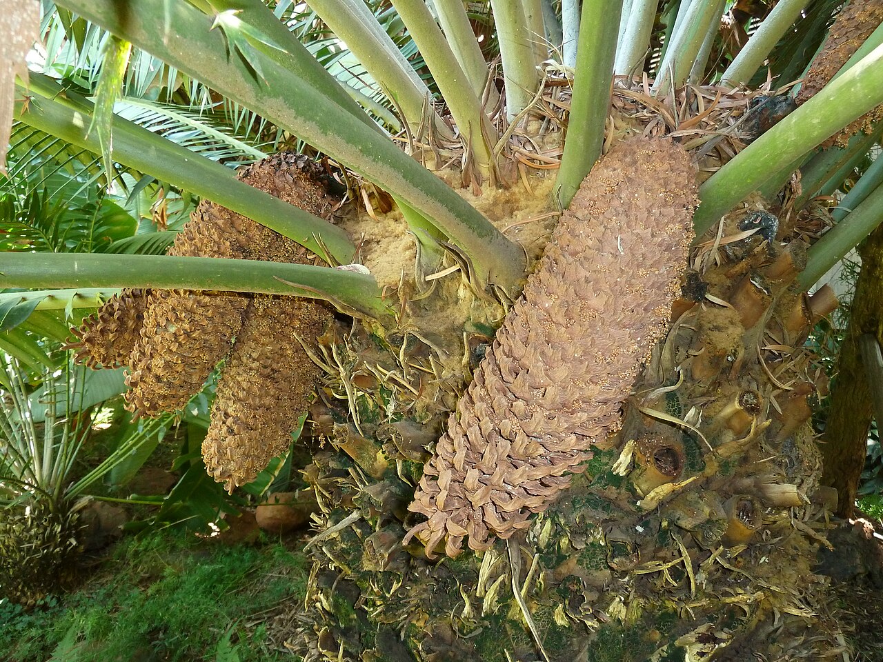 Barberton cycad: Male cones of a Barberton cycad in the Manie van der Schijff Botanical Garden, Pretoria, South Africa