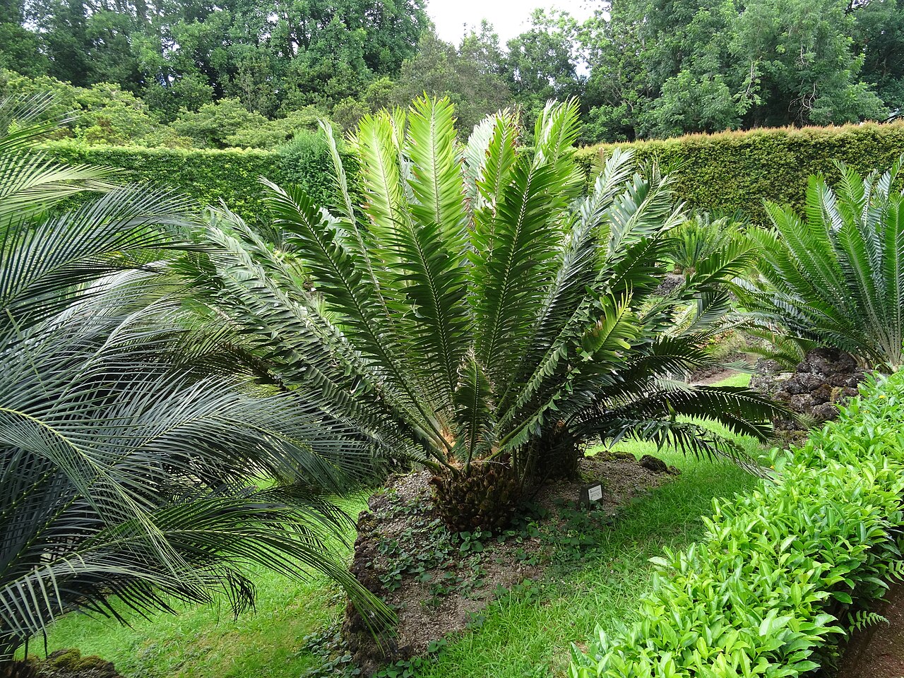 Barberton cycad: Encephalartos paucidentatus, Parque Terra Nostra , Furnas , Azoren