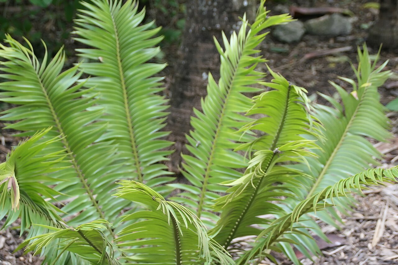 Barberton cycad: Location taken: Fairchild Tropical Botanic Garden, Miami, FL USA. Names: Encephalartos paucidentatus Stapf & Burtt Davy, Barberton Cycad, Barberton Cycad (South