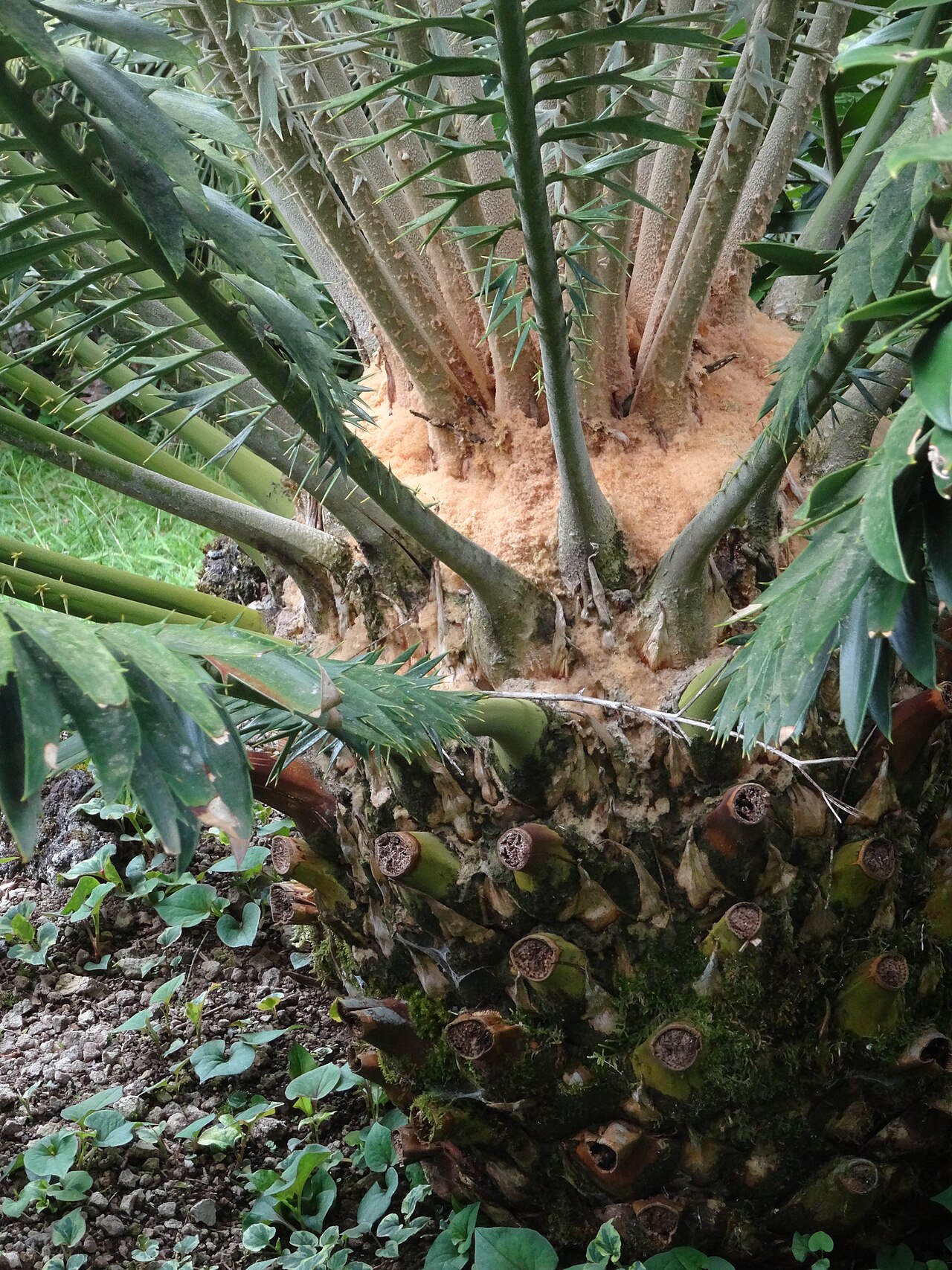 Barberton cycad: Encephalartos paucidentatus, Parque Terra Nostra , Furnas , Azoren