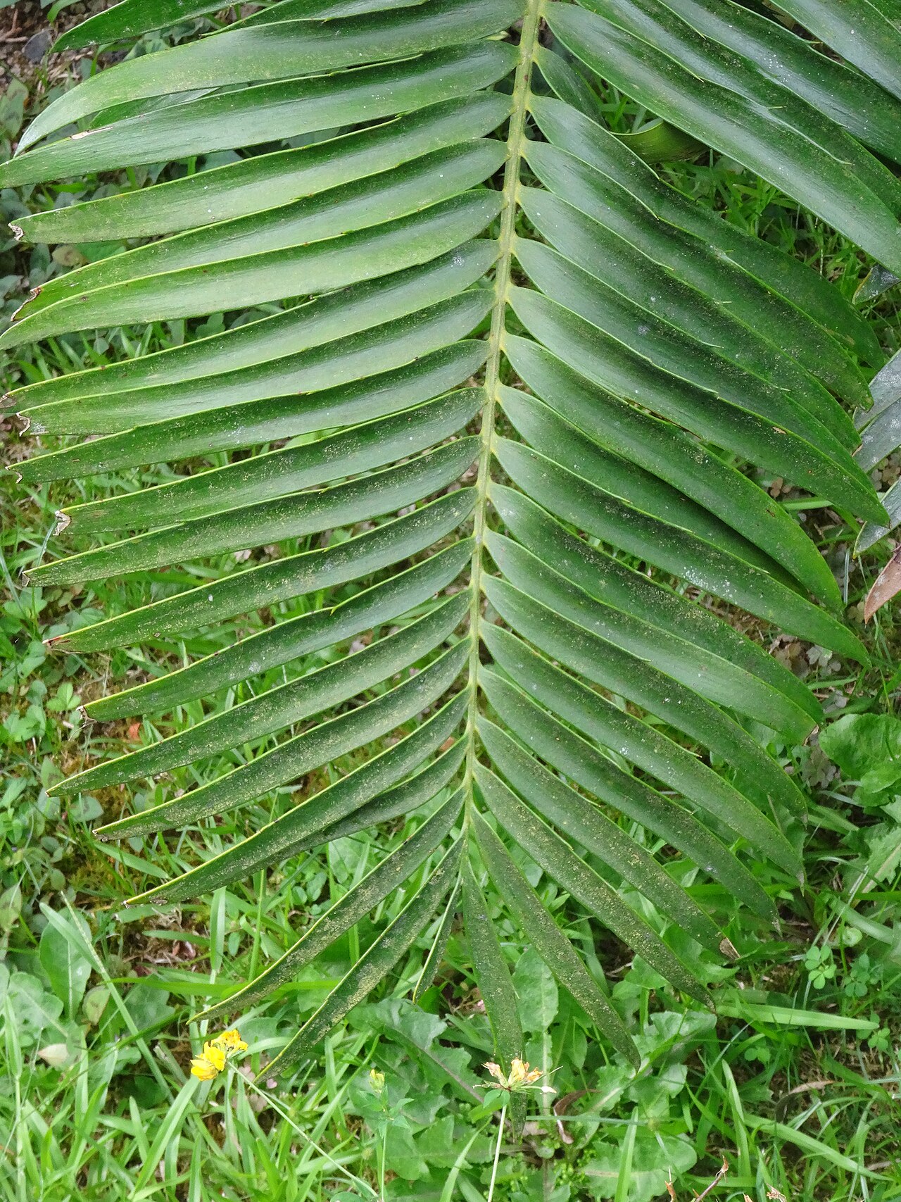 Barberton cycad: Encephalartos paucidentatus, Parque Terra Nostra , Furnas , Azoren