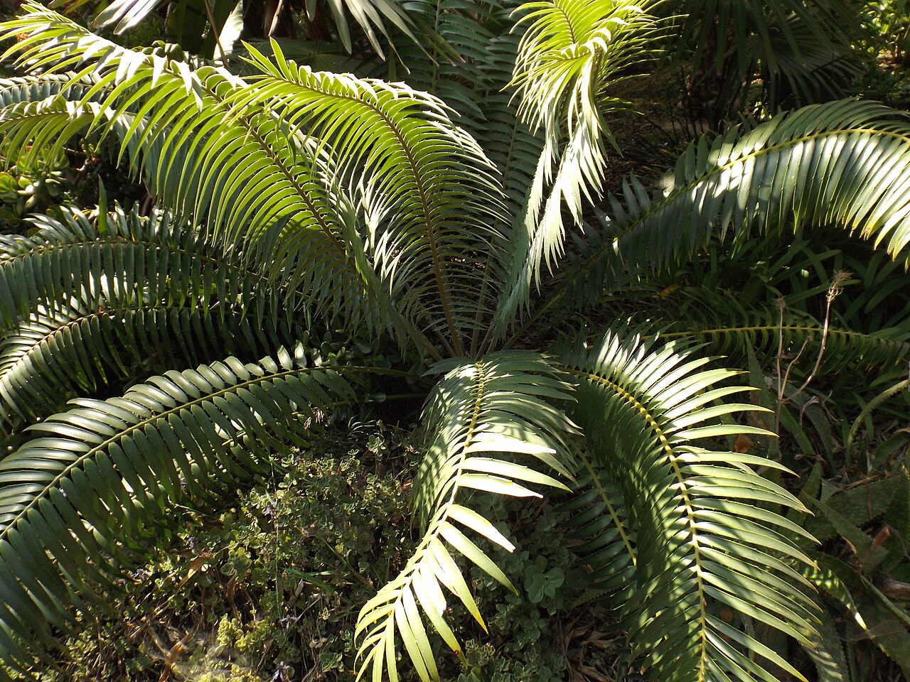 Barberton cycad: Encephalartos paucidentatus at San Diego Botanic Garden, Encinitas, California, USA. Identified by sign.