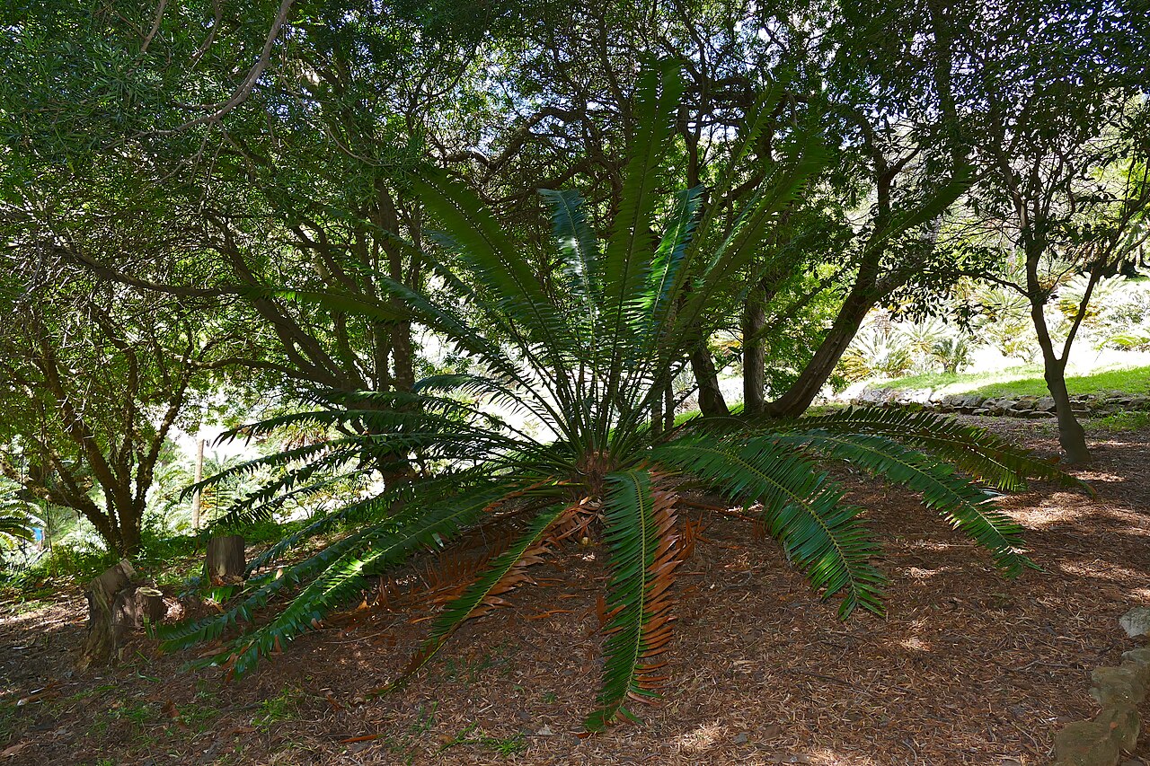 Barberton cycad: Kirstenbosch National Botanical Garden, Cape Town, Western Cape, SOUTH AFRICA