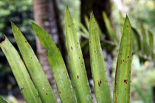 Kenyan giant cycad: Location taken: Wilson Botanical Garden, Las Cruces Biological Station, Costa Rica. Names: Encephalartos tegulaneus Melville, Encephalarto Classification: Plant